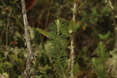 Linochilus rosmarinifolius