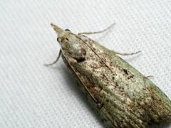 Heteromicta tripartitella