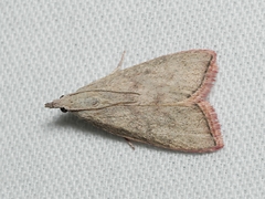 Callionyma sarcodes