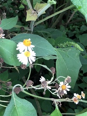 Podachaenium eminens