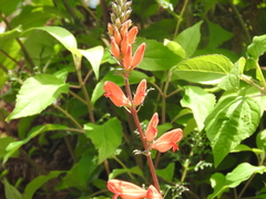 Lamourouxia multifida