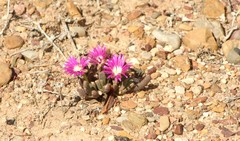 Carpobrotus glaucescens