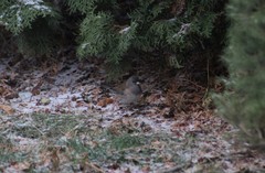 Junco hyemalis