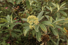 Linochilus tenuifolius