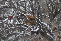 Sciurus niger