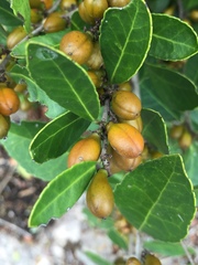 Maytenus cassineformis