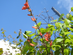 Lamourouxia multifida