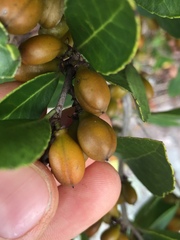 Maytenus cassineformis