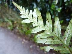 Polypodium × mantoniae
