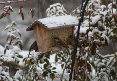 Passer domesticus