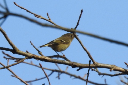 Ruby-crowned Kinglet photographed in Delaware
