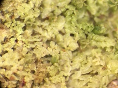 Echinolejeunea papillata