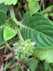 Coccocypselum lanceolatum