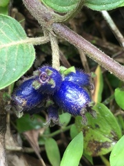 Coccocypselum lanceolatum