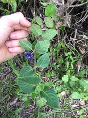 Coccocypselum lanceolatum