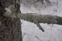 Punctelia perreticulata