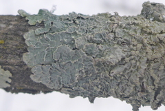 Punctelia perreticulata