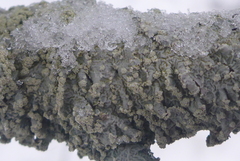 Punctelia perreticulata