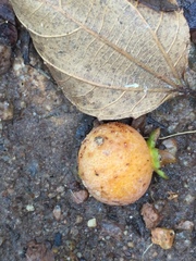 Campomanesia xanthocarpa