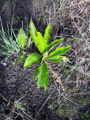Byrsonima verbascifolia