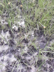 Andropogon leucostachyus