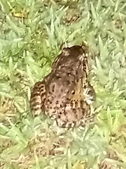 Leptodactylus labyrinthicus