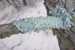 Punctelia missouriensis