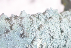 Punctelia missouriensis