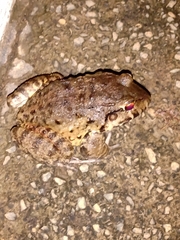 Leptodactylus labyrinthicus