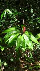 Costus erythrothyrsus