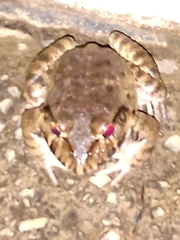 Leptodactylus labyrinthicus