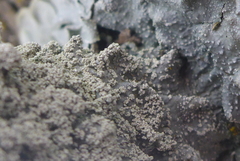 Punctelia missouriensis