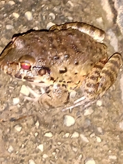 Leptodactylus labyrinthicus