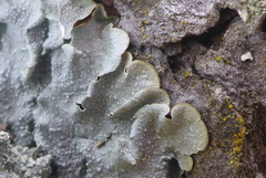 Punctelia missouriensis