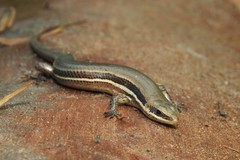 Marisora roatanae