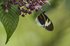 Heliconius cydno alithea