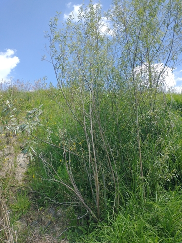 Salix X jesupii