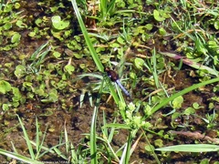 Erythrodiplax melanorubra