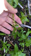 Epilobium lactiflorum
