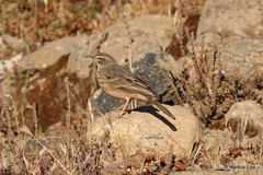 Anthus similis