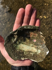 Lasmigona complanata