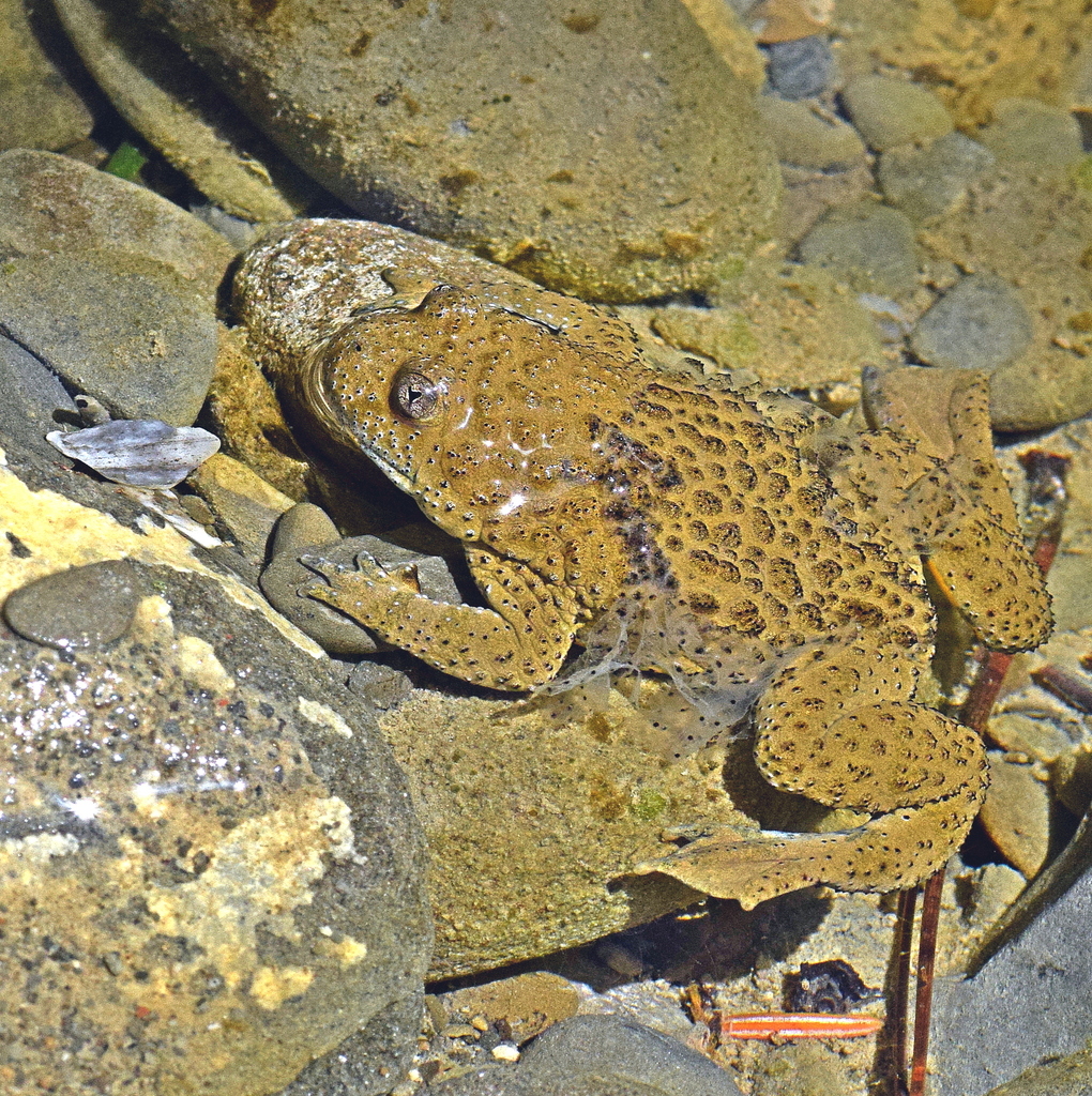 Apennine Yellow-bellied Toad