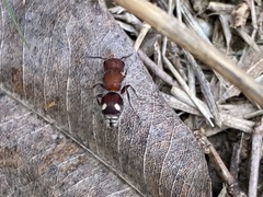 Pseudomethoca mulaiki