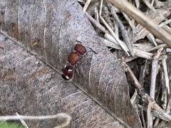 Pseudomethoca mulaiki