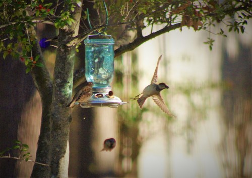 House Sparrow photographed in Texas