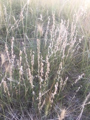Melica brasiliana