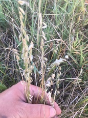 Melica brasiliana