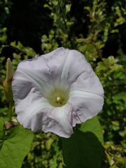Calystegia sepium roseata x Silvatica disjuncta