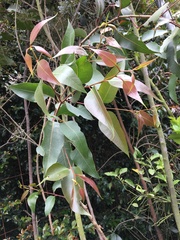 Eucalyptus