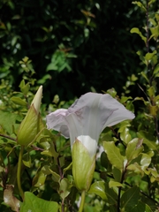 Calystegia sepium roseata x Silvatica disjuncta